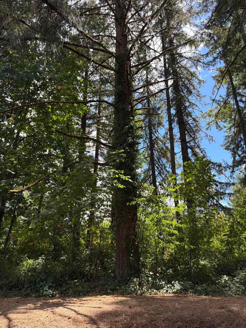 walking near me in Zumwalt County Park in summer