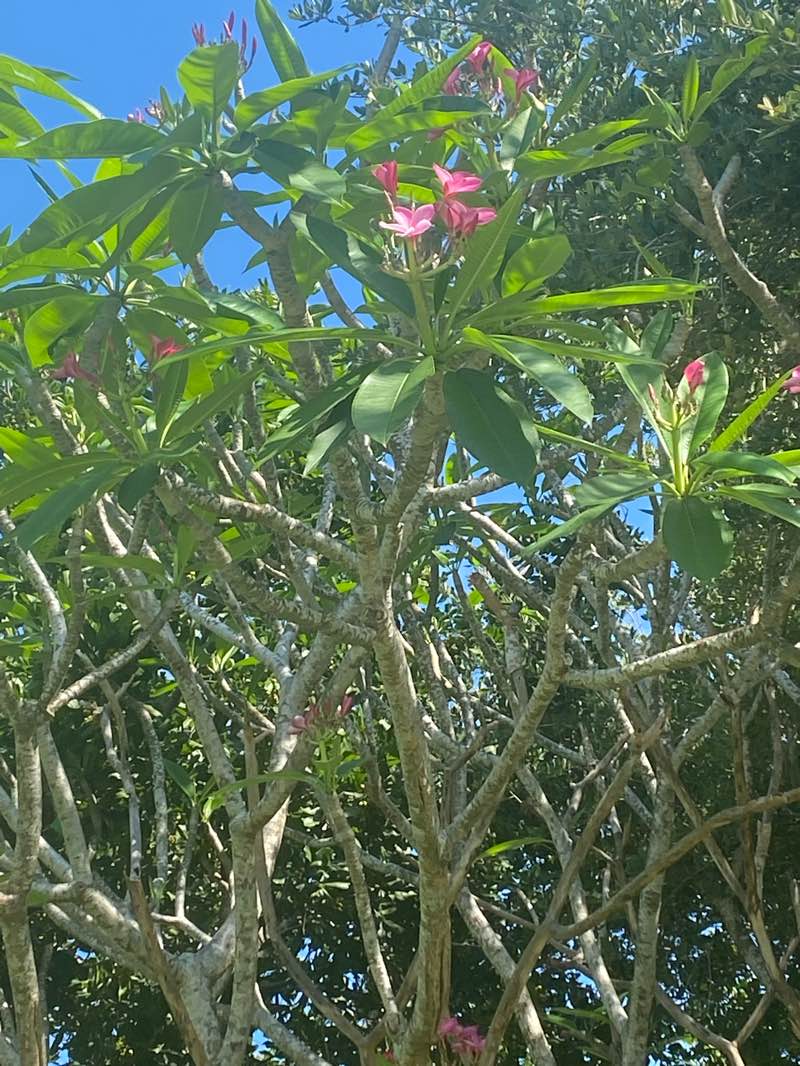 walking near me in Ansin Sports Complex in spring