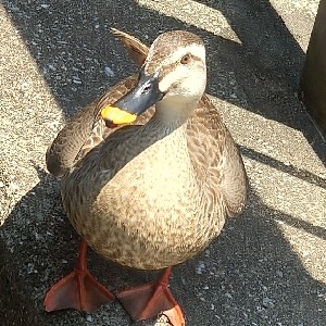 藤巻洋人_総務 icon