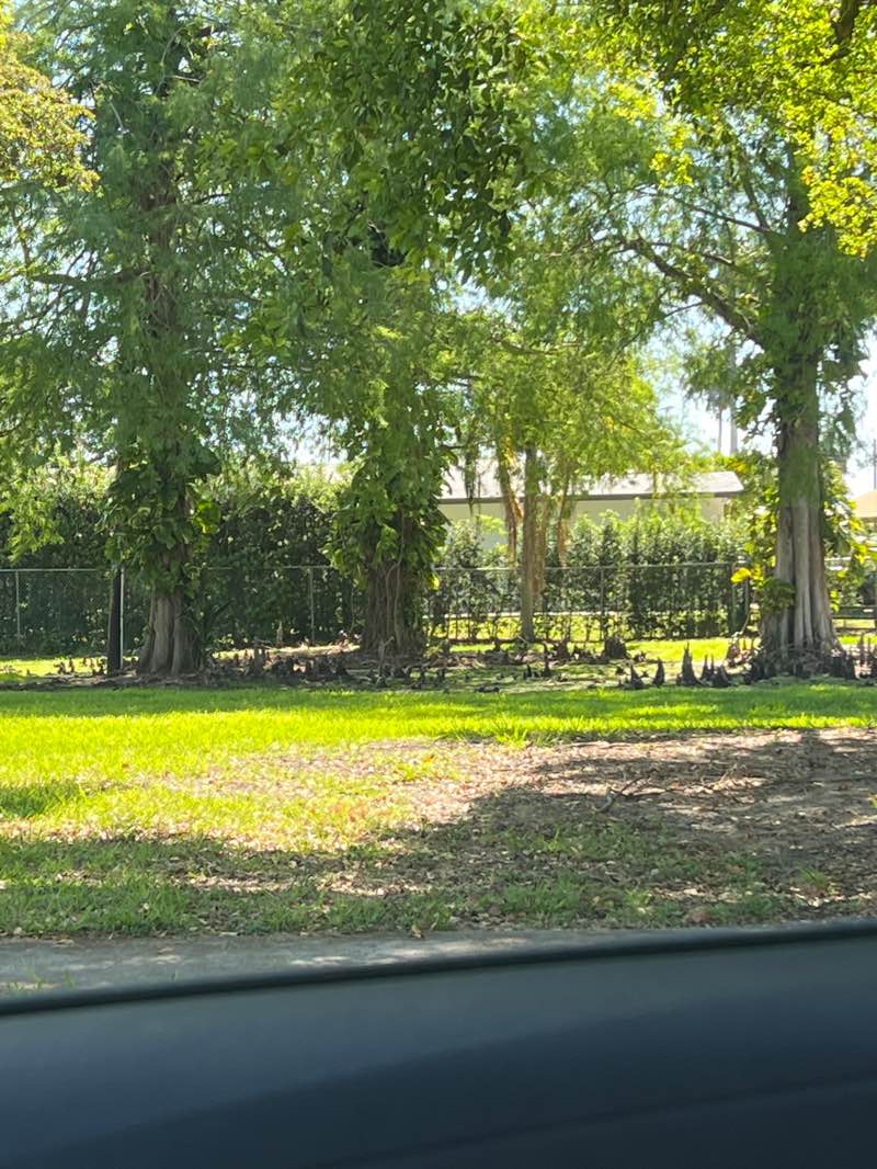 walking near me in Kiwanis Park in spring