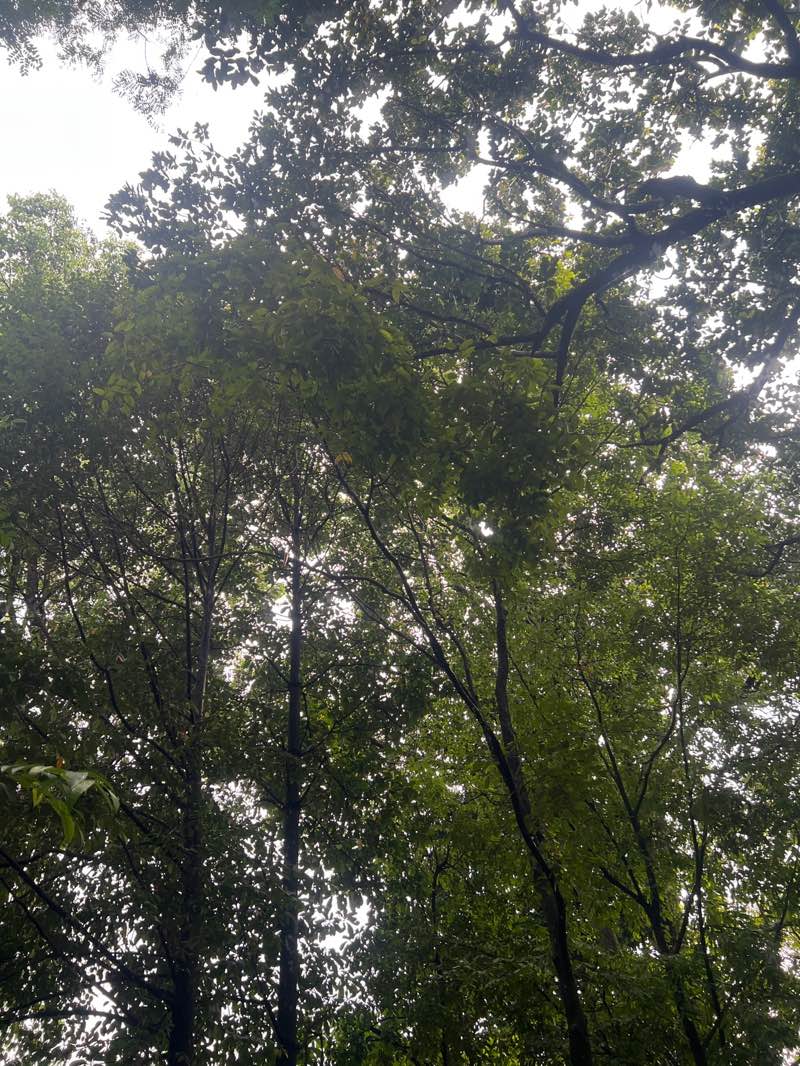 walking near me in Taman Jaya in autumn