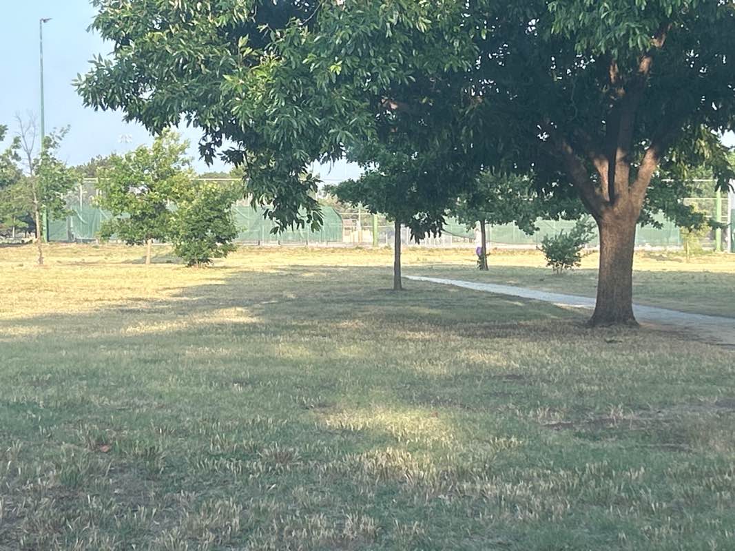 walking near me in Rice Park in summer