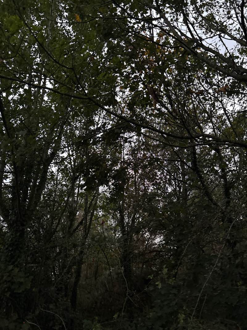 walking near me in Whitfield Common in autumn