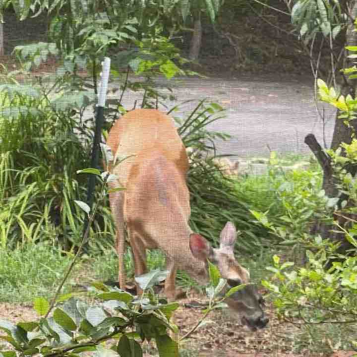 Whatnot Friends Meaghan post image