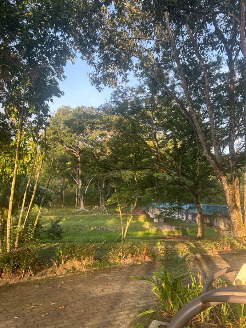 walking near me in Sungei Parit Bunian Park in autumn