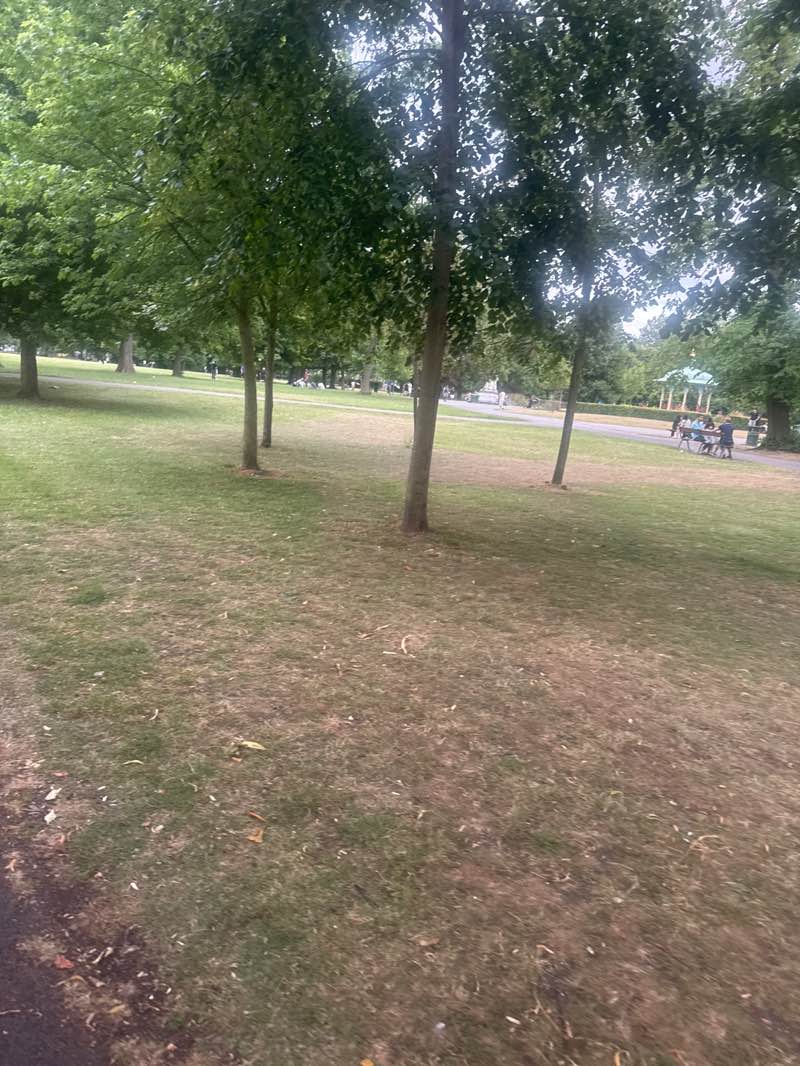 walking near me in Pearson Park in summer