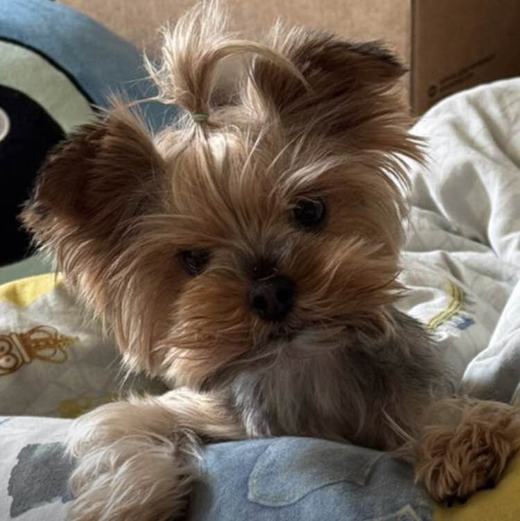 Не выложил - не бегал Софья post image