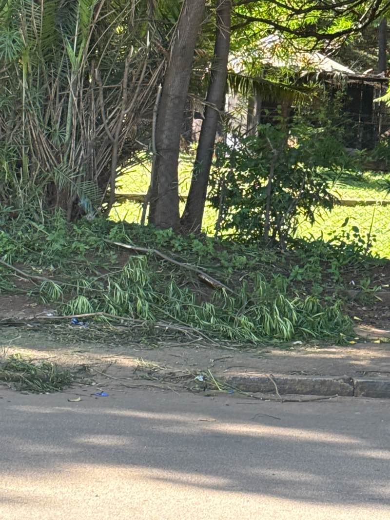 walking near me in Harare Gardens in summer
