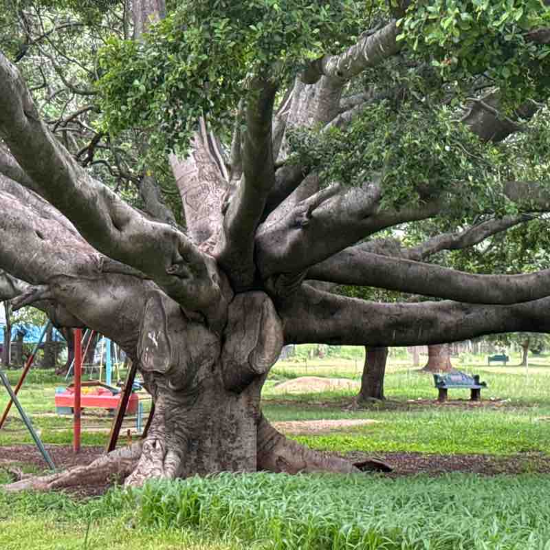 Rejoice (aka Gogo of 4) post 1