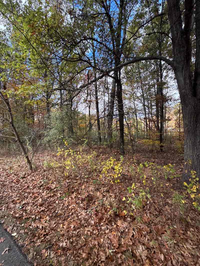 walking near me in Duck Lake Pines Park in autumn