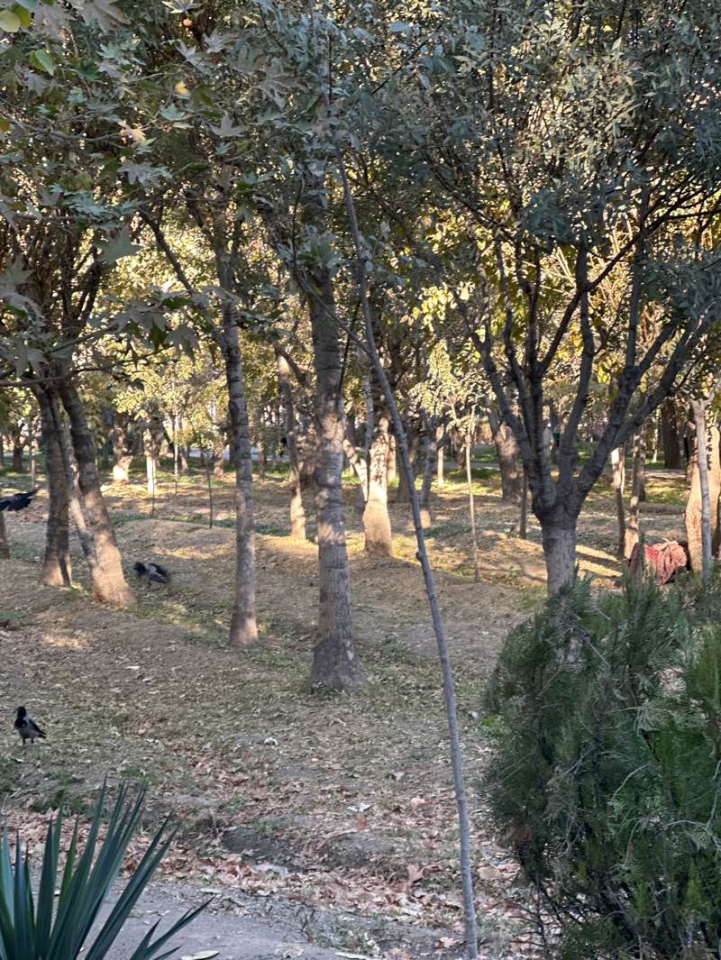 walking near me in Khanevadeh Park in autumn