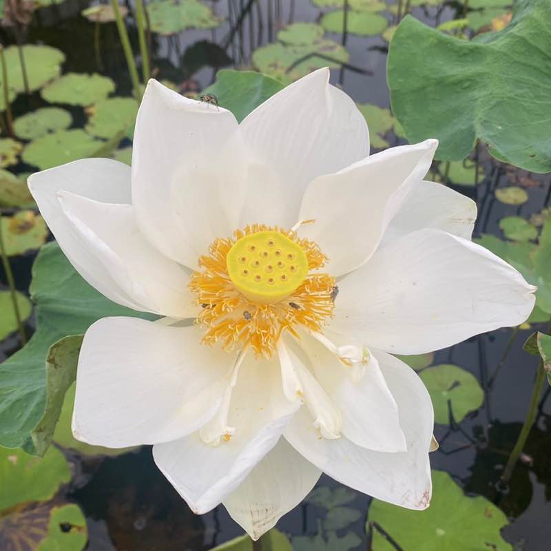 Club walk imva post image