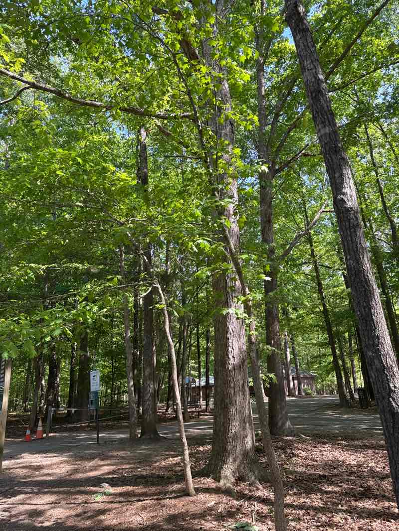 walking near me in Reedy Creek Regional Park in spring