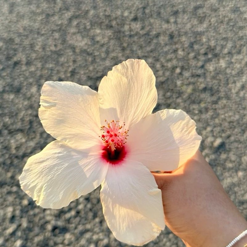 Thị Hải Hà profile