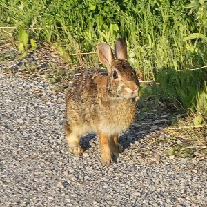 Peter Rabbit