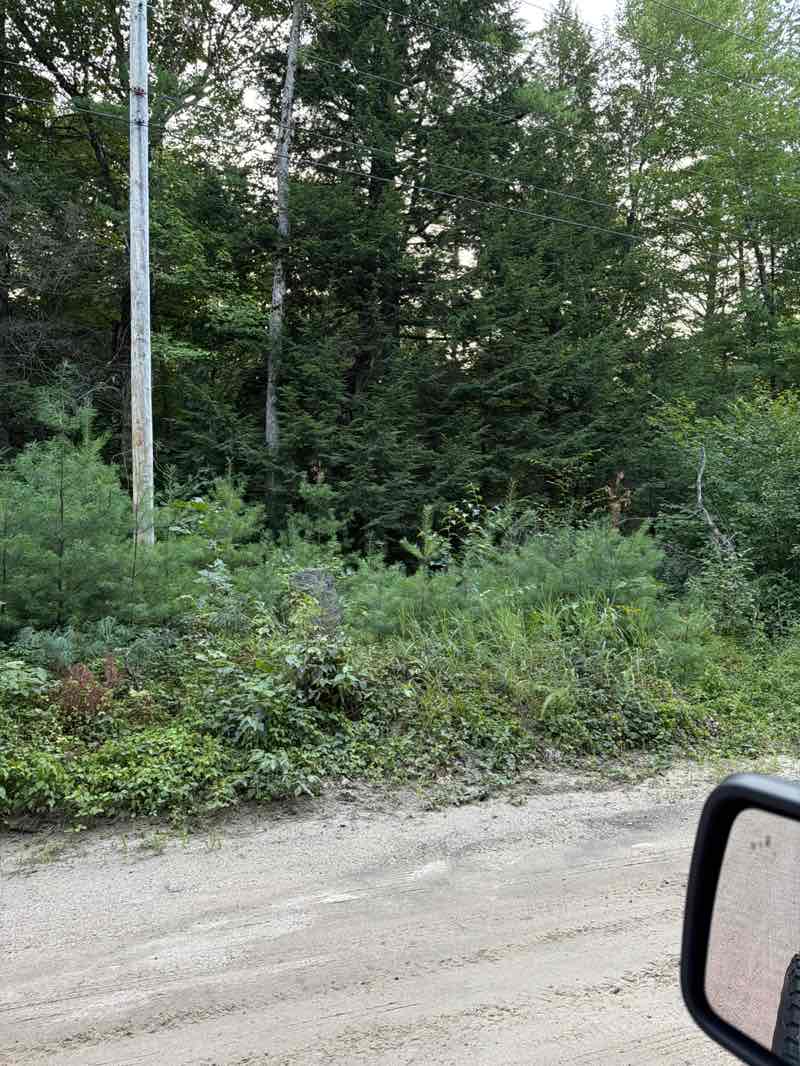 walking near me in Steep Falls Wildlife Management Area in summer