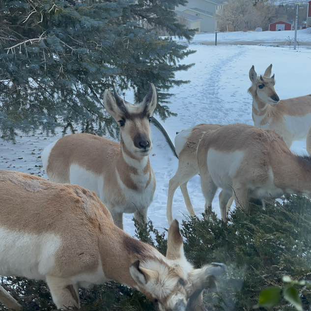 Whatnot Friends Kath post image