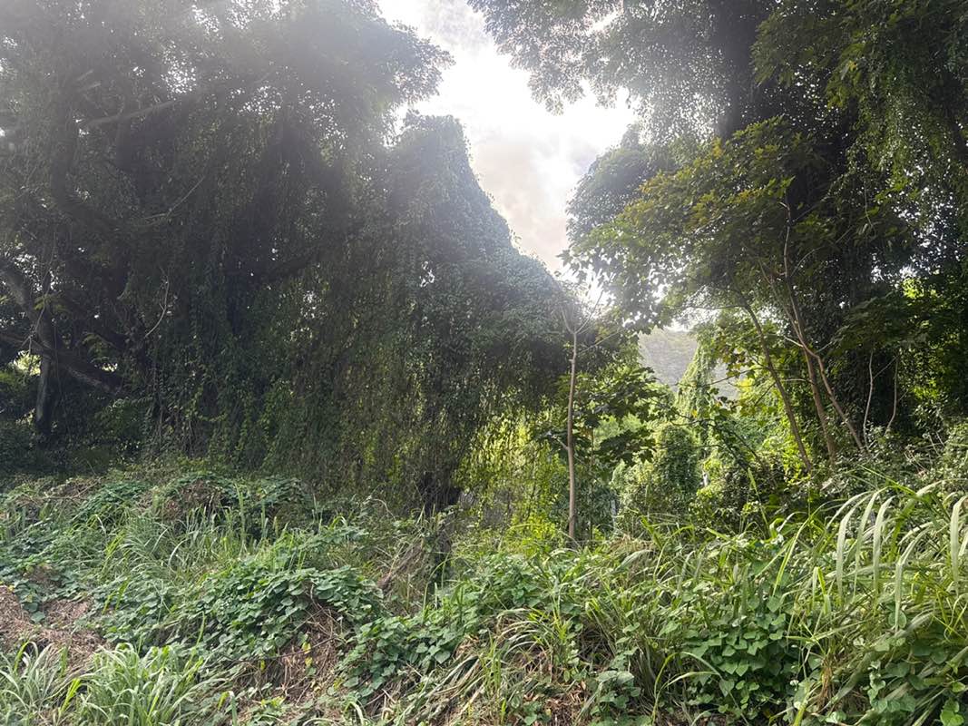 walking near me in Kualoa Regional Park in autumn
