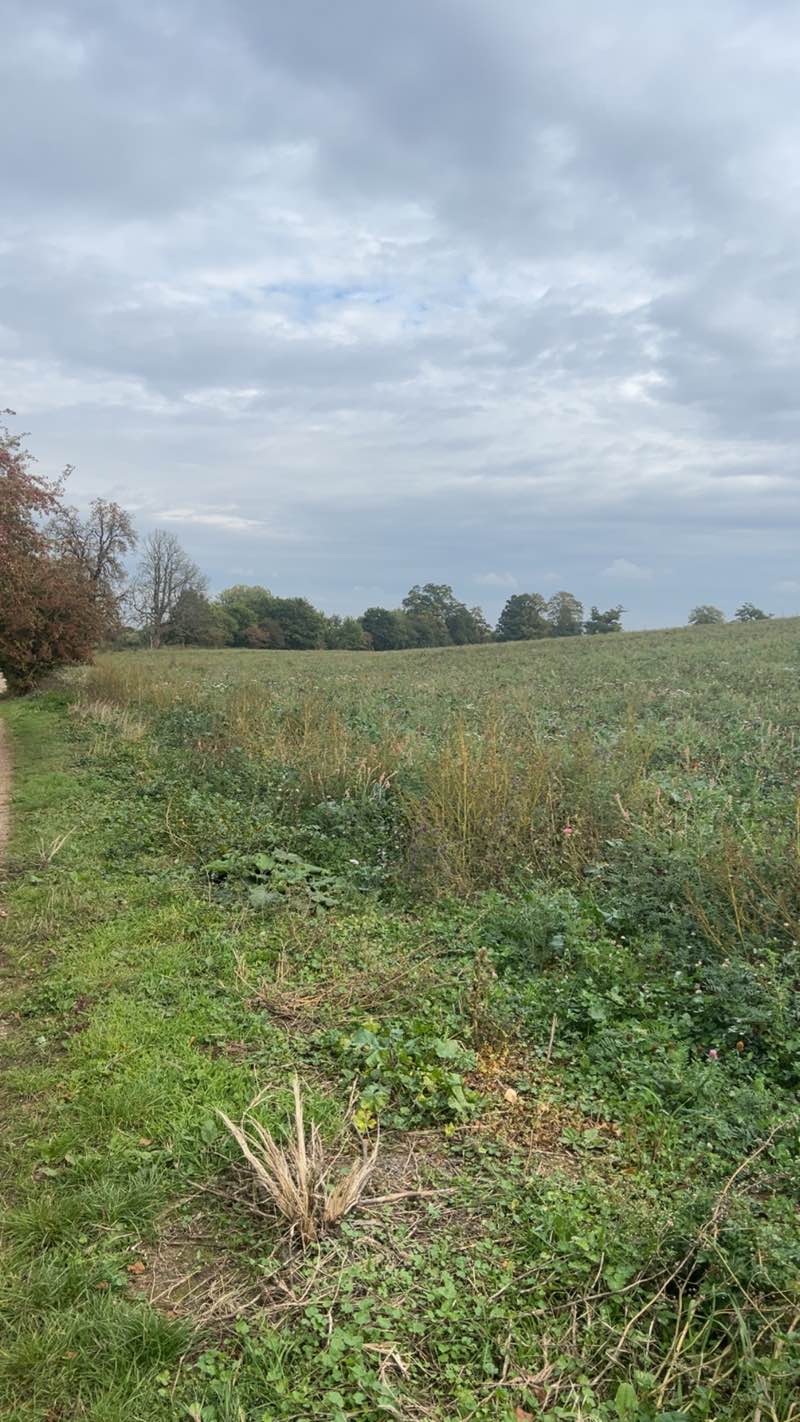 walking near me in Cooles Park in autumn
