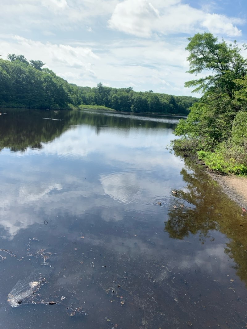 walking near me in Pond Meadow Park in summer