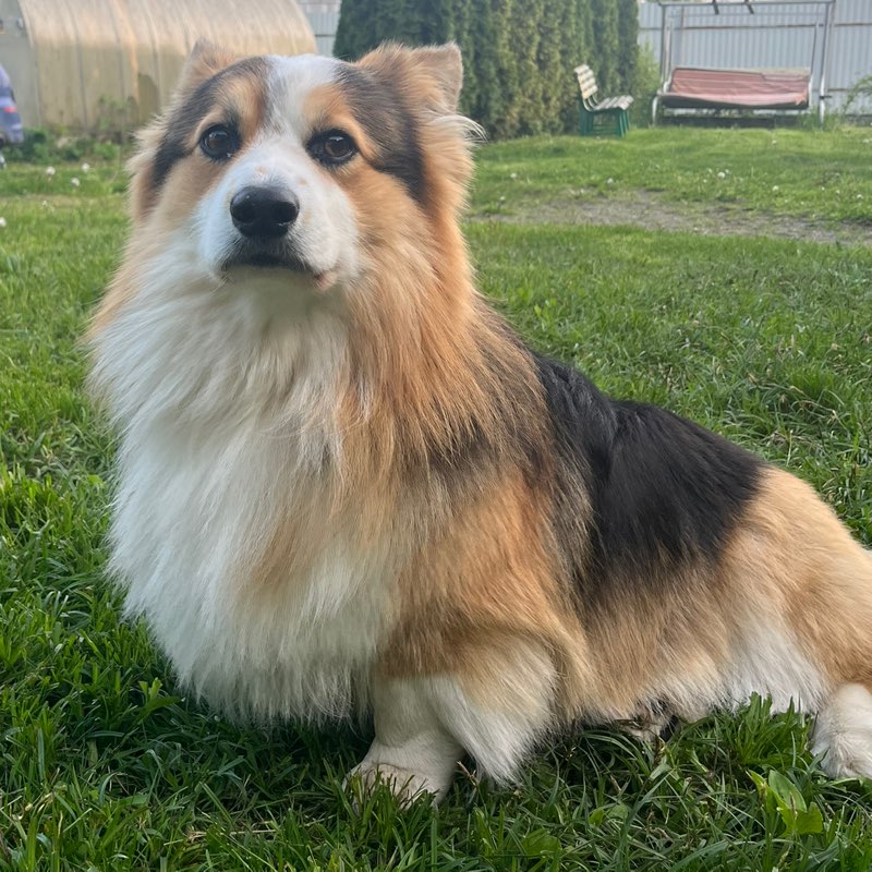 Anastasia Shergina icon