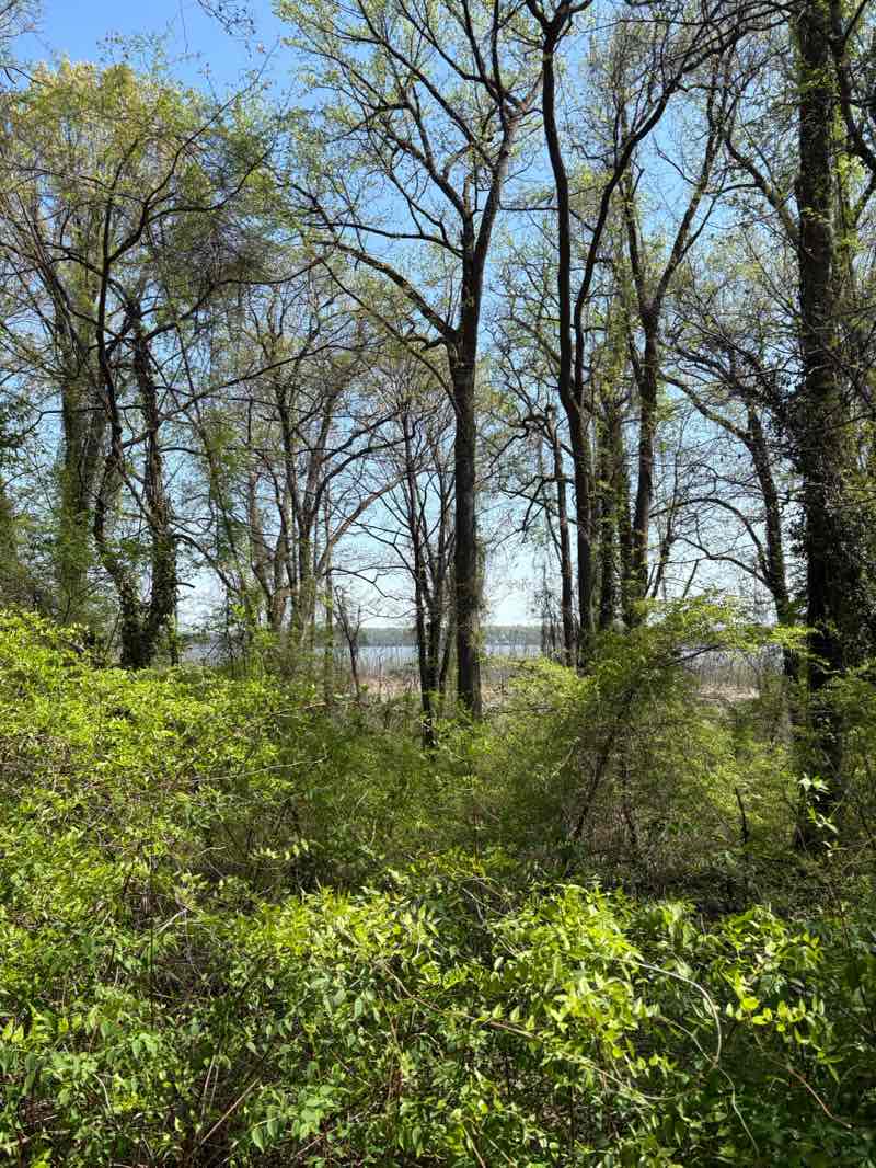 walking near me in Belle Haven Park in spring