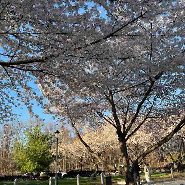 CONED CTS CLUB SHAILESH post image