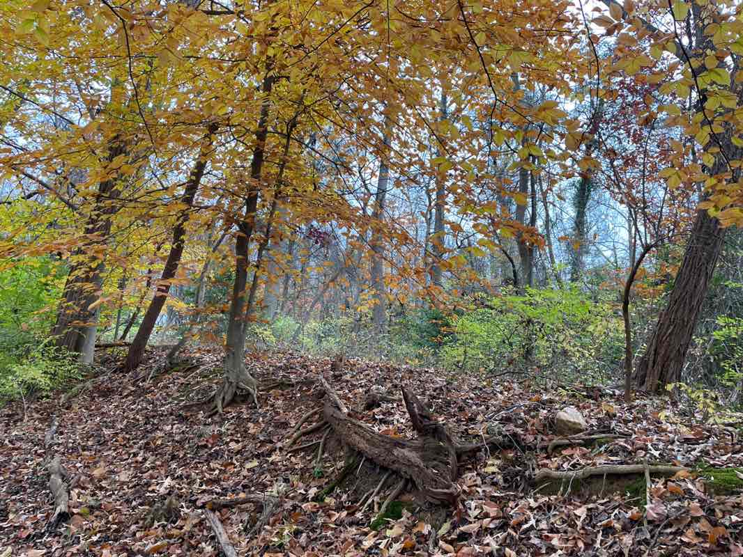 walking near me in Oak Hill Park in autumn