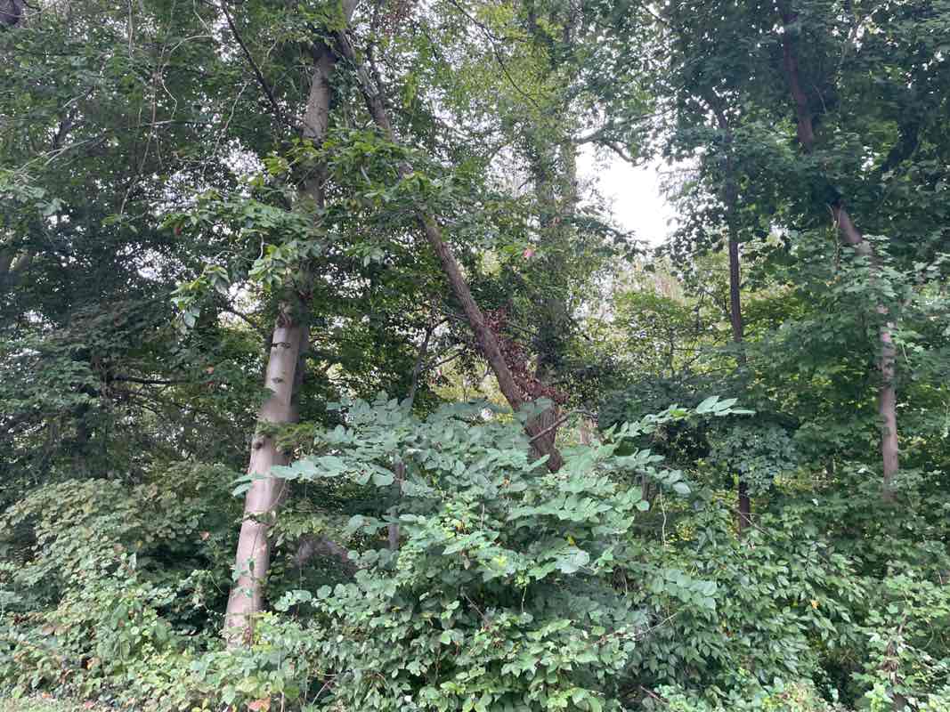 walking near me in North Springfield Park in autumn