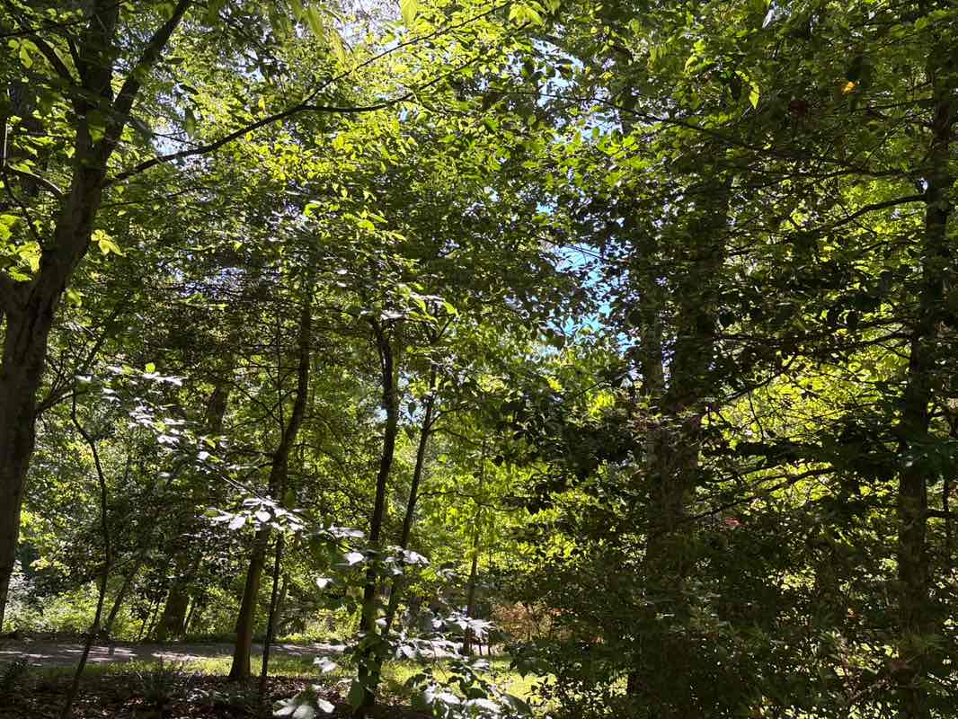 walking near me in Fairfax Hills Park in spring