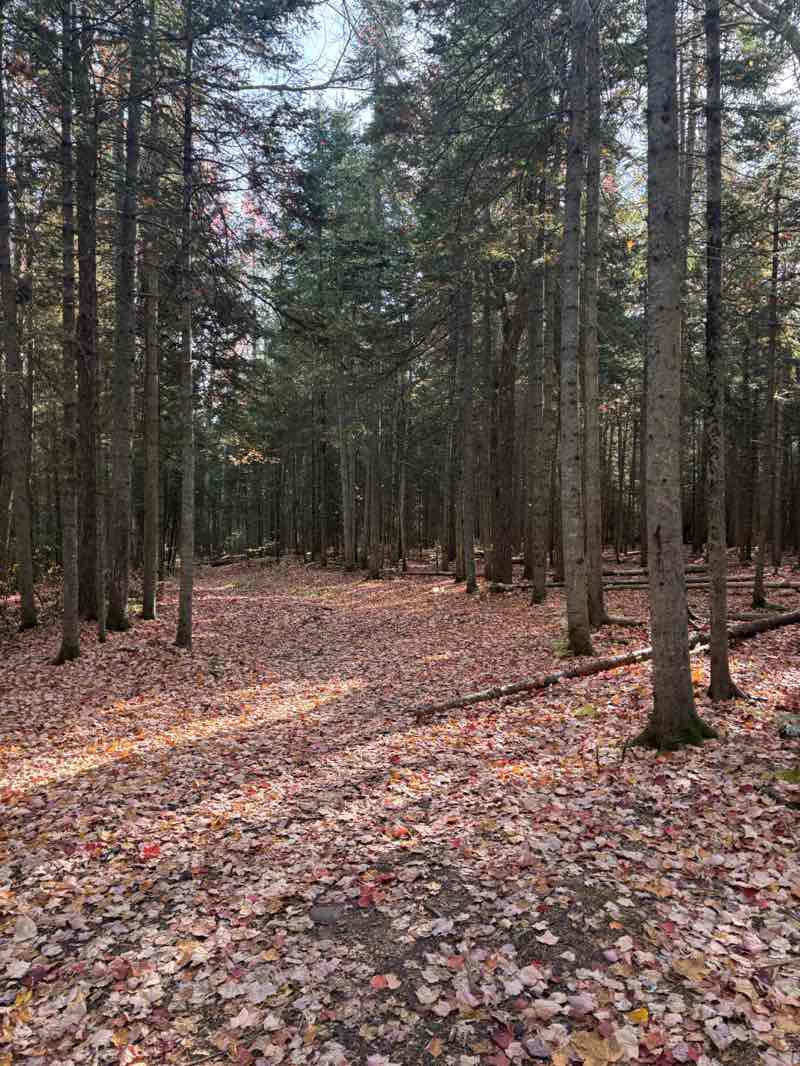 walking near me in Centennial Park in autumn