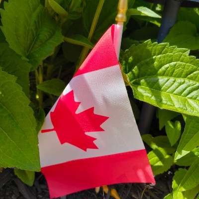 Dorota S_Toronto post 3