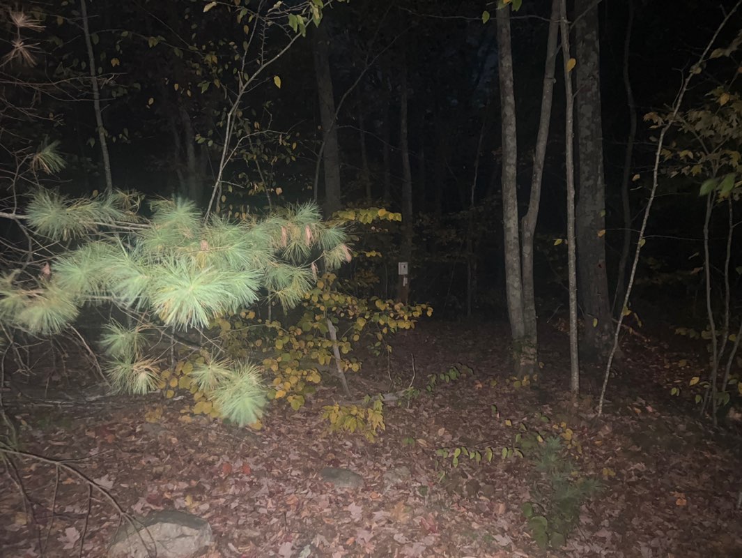 walking near me in Cameron Woods in autumn