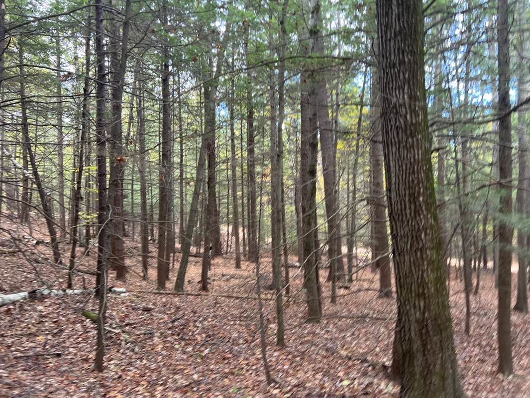 walking near me in Monadnock State Park in autumn