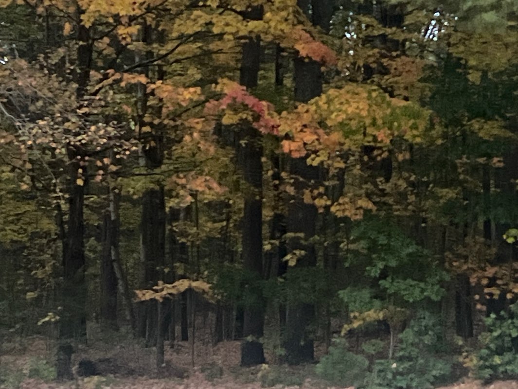 walking near me in Hopkinton State Park in autumn