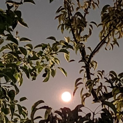 Shalini Reddy post 1