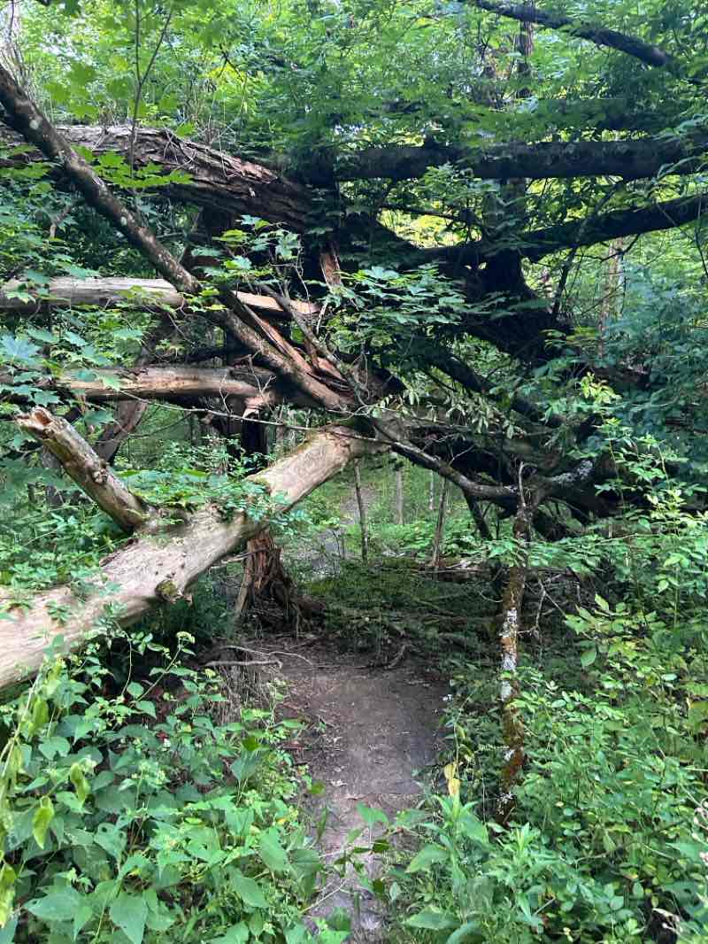 walking near me in Hunters Creek County Park in autumn