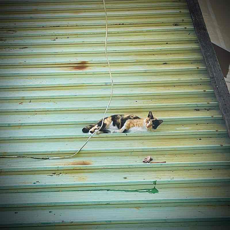 木橫家-阿卡伊 post 3