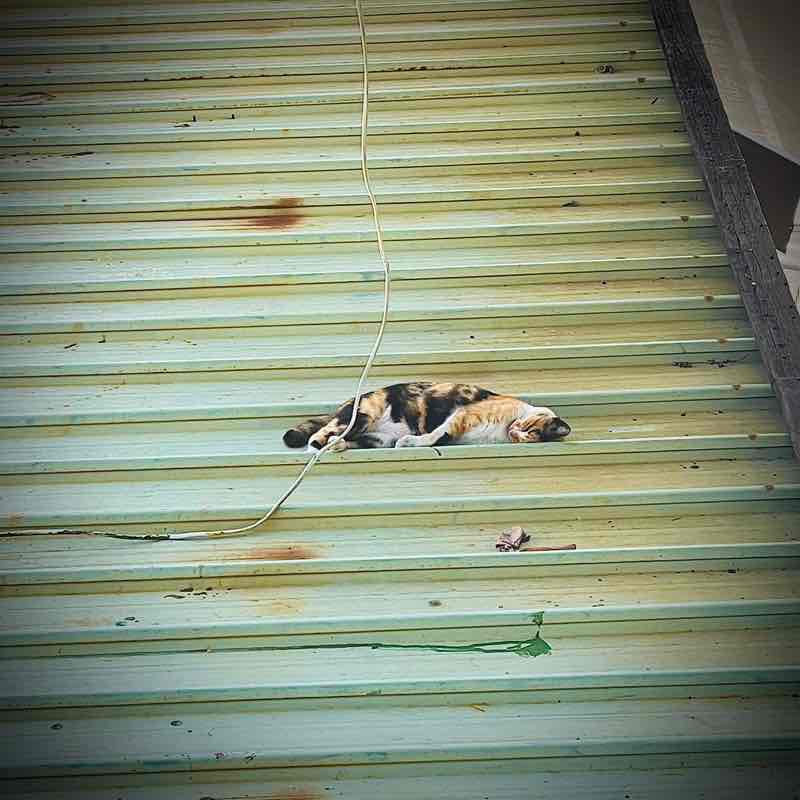 木橫家-阿卡伊 post 1