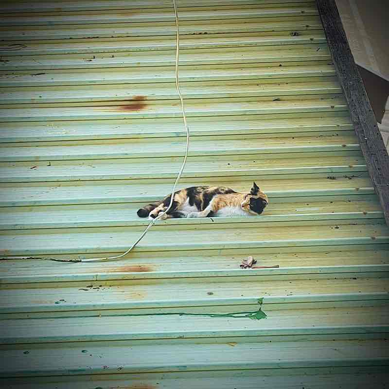 木橫家-阿卡伊 post 2