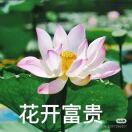 塞上小麻雀