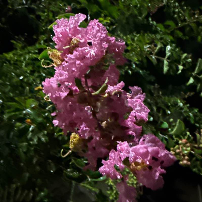 Hamed Anvarian post 2