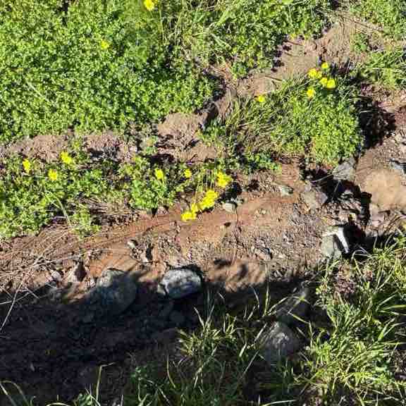 Rosalva Club Rosalva post image