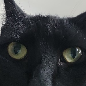 Sasha profile