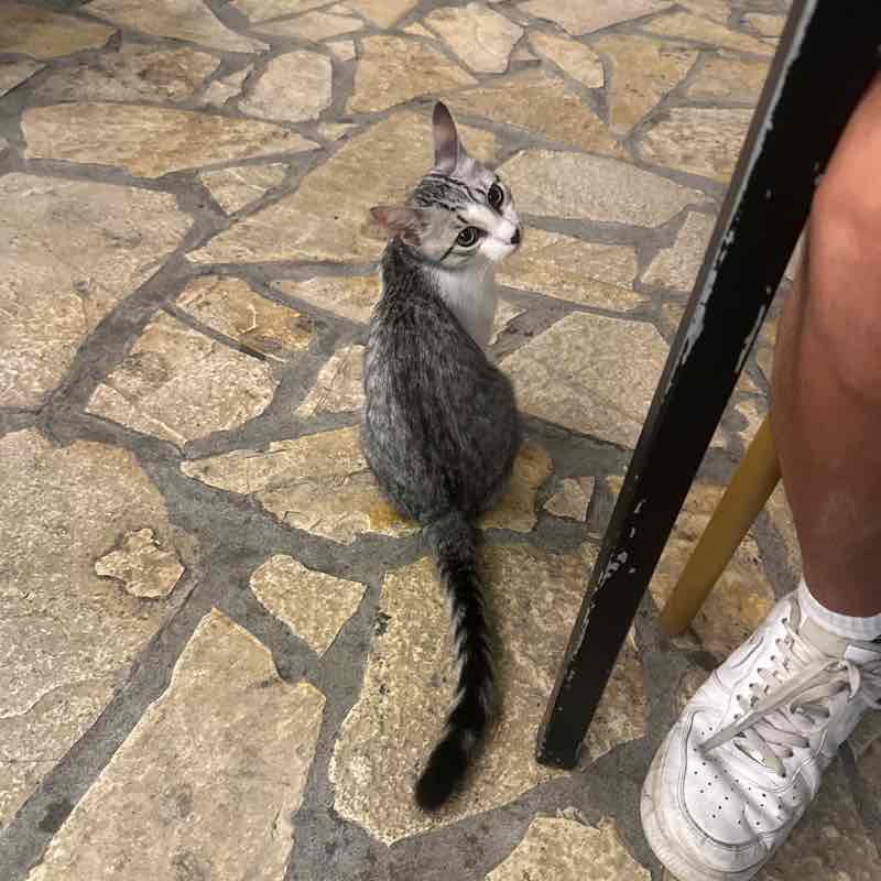 Lytham Albania London - Sloth Gezim post image