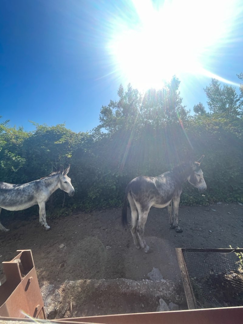 walking near me in Villa Doria in summer