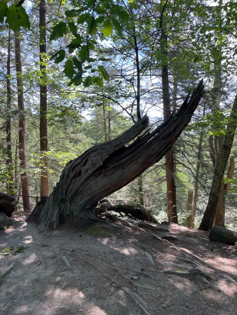 walking near me in Cascade Falls Preserve in summer