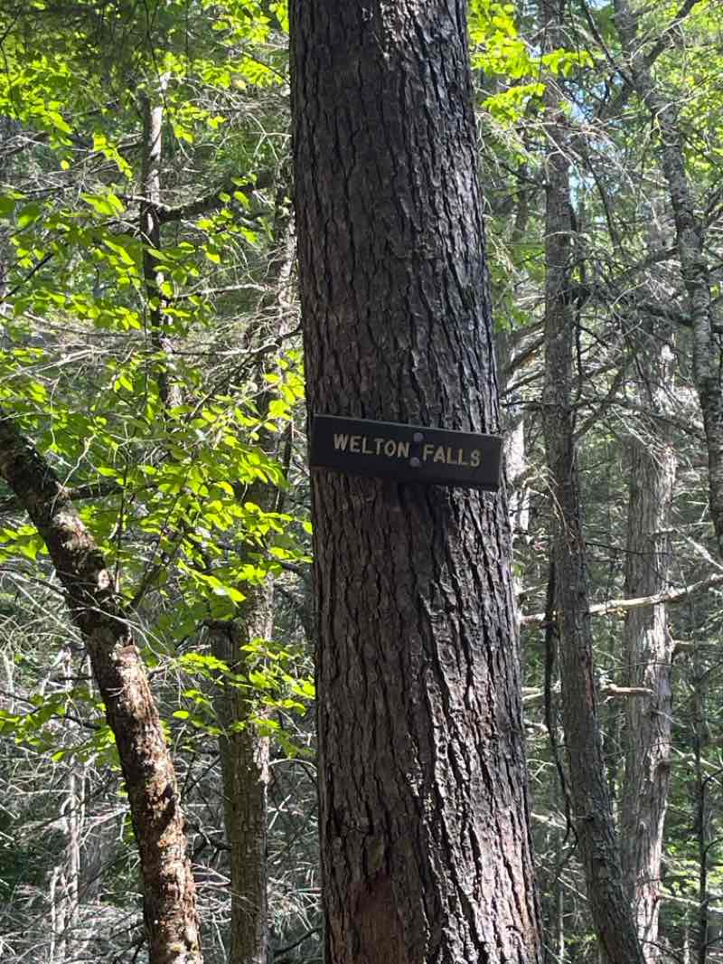 walking near me in Welton Falls State Forest in summer