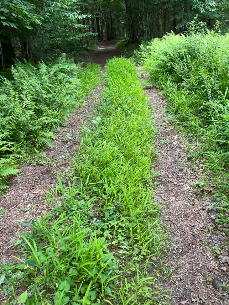 walking near me in Shaker Mountain Wild Forest in summer