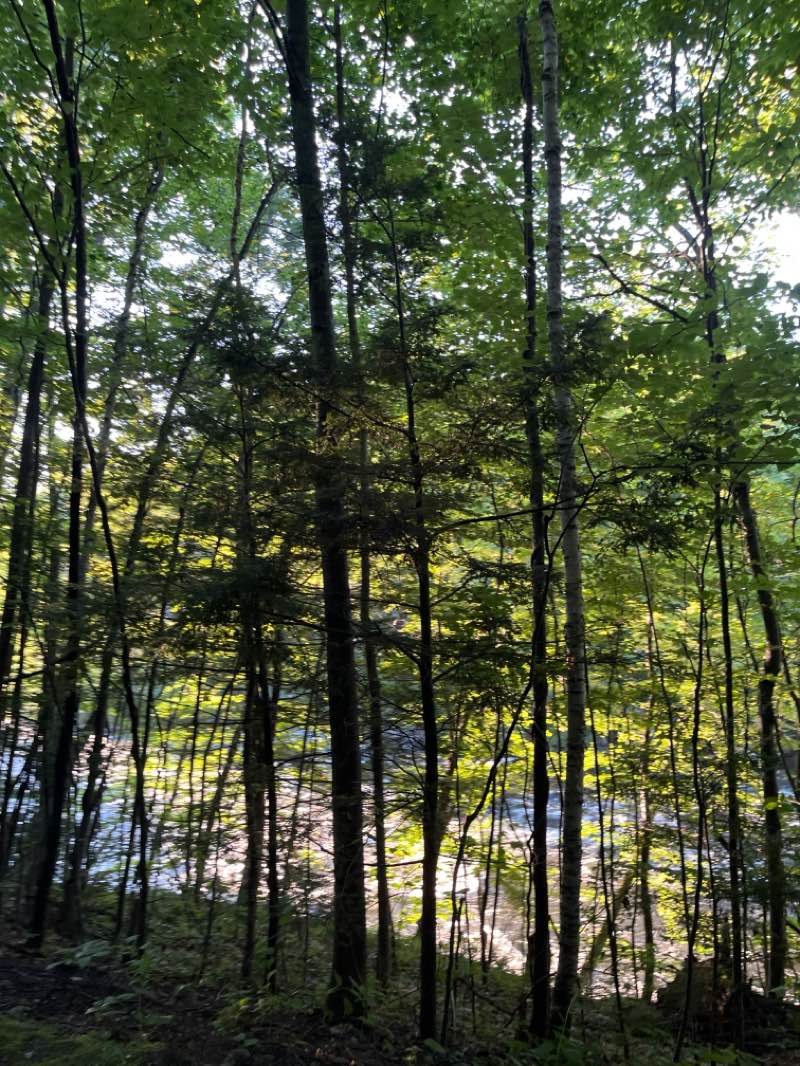 walking near me in Odell Park in summer